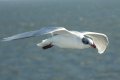 Birds: Mediterranean Gull (Larus melanocephalus)